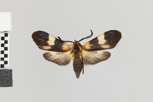  (Correbidia calopteridia - Pe-Arc-5290)  @11 [ ] copyright (2025) Gunnar Brehm Friedrich-Schiller-University Jena