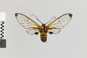  (Gymnelia nr peratea - Pe-Arc-6147)  @11 [ ] copyright (2025) Gunnar Brehm Friedrich-Schiller-University Jena