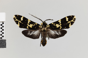  (Galethalea machadoi - Pe-Arc-6290)  @11 [ ] copyright (2025) Gunnar Brehm Friedrich-Schiller-University Jena