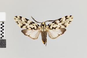  (Eucereon tigrata gr - Pe-Arc-6291)  @11 [ ] copyright (2025) Gunnar Brehm Friedrich-Schiller-University Jena