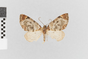  (Anthalma - Pe-Geo-7293)  @11 [ ] copyright (2024) Gunnar Brehm University of Jena