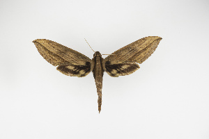  (Xylophanes nr anubus - Pe-Lep-0260)  @11 [ ] copyright (2025) Gunnar Brehm Friedrich-Schiller-University Jena