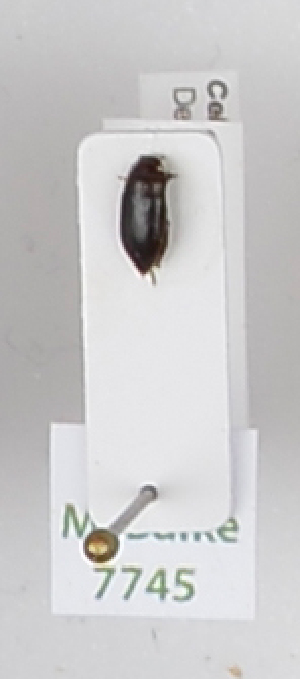  ( - AndDyt-CCDB29046-G05)  @11 [ ] CreativeCommons - Attribution Non-Commercial Share-Alike (2019) SNSB, Staatliche Naturwissenschaftliche Sammlungen Bayerns ZSM (SNSB, Zoologische Staatssammlung Muenchen)