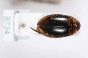  ( - MB8734)  @11 [ ] by-nc-sa (2020) SNSB, Staatliche Naturwissenschaftliche Sammlungen Bayerns ZSM (SNSB, Zoologische Staatssammlung Muenchen)