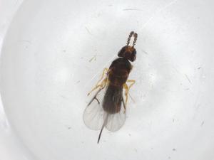  (Diplogastridae - BIOUG87565-B04.NTS1)  @11 [ ] CreativeCommons - Attribution (2022) Centre for Biodiversity Genomics Centre for Biodiversity Genomics