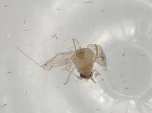  (Parasitylenchidae - BIOUG94902-H06.NTS1)  @11 [ ] CreativeCommons - Attribution (2023) Centre for Biodiversity Genomics Centre for Biodiversity Genomics