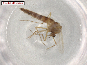  ( - BIOUG97283-H10.SYM1)  @11 [ ] CreativeCommons - Attribution Share Alike (2024) CBG Photography Group Centre for Biodiversity Genomics