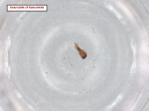  ( - BIOUG99985-F09.SYM1)  @11 [ ] CreativeCommons - Attribution Share Alike (2024) CBG Photography Group Centre for Biodiversity Genomics