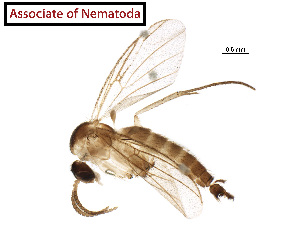  (Sphaerulariidae - BIOUG12166-A02.NTS)  @11 [ ] CreativeCommons - Attribution Share Alike (2024) CBG Photography Group Centre for Biodiversity Genomics