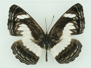  (Neptis nemetes - ABRI-2015-02688)  @15 [ ] Unspecified (default): All Rights Reserved  Unspecified Unspecified