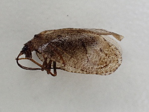  ( - Hemero3)  @11 [ ] CreativeCommons - Attribution Share-Alike (2025) Stephan Koblmueller Karl-Franzens University of Graz