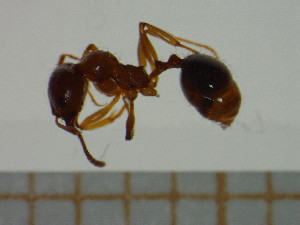  (Aphaenogaster subterranea - BC-MTP-00024)  @13 [ ] CreativeCommons - Attribution Non-Commercial Share-Alike (2016) T. Decaëns University of Montpellier