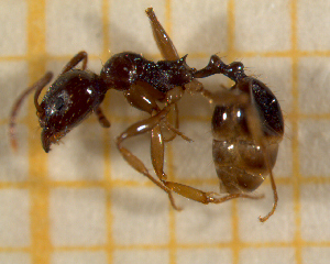  ( - BC-MTP-00116)  @13 [ ] CreativeCommons - Attribution Non-Commercial Share-Alike (2017) Rumsaïs Blatrix CEFE Lab