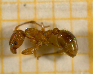  ( - BC-MTP-00118)  @13 [ ] CreativeCommons - Attribution Non-Commercial Share-Alike (2017) Rumsaïs Blatrix CEFE Lab