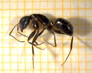  (Camponotus aethiops - BC-MTP-00128)  @15 [ ] CreativeCommons - Attribution Non-Commercial Share-Alike (2017) Rumsaïs Blatrix CEFE Lab