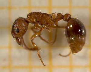  ( - BC-MTP-00129)  @13 [ ] CreativeCommons - Attribution Non-Commercial Share-Alike (2017) Rumsaïs Blatrix CEFE Lab
