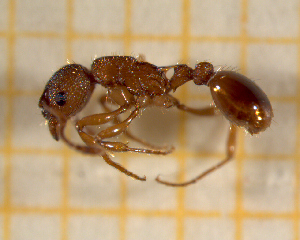  ( - BC-MTP-00130)  @13 [ ] CreativeCommons - Attribution Non-Commercial Share-Alike (2017) Rumsaïs Blatrix CEFE Lab