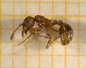  ( - BC-MTP-00131)  @12 [ ] CreativeCommons - Attribution Non-Commercial Share-Alike (2017) Rumsaïs Blatrix CEFE Lab