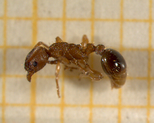  ( - BC-MTP-00133)  @13 [ ] CreativeCommons - Attribution Non-Commercial Share-Alike (2017) Rumsaïs Blatrix CEFE Lab