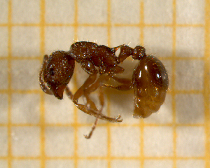  ( - BC-MTP-00137)  @13 [ ] CreativeCommons - Attribution Non-Commercial Share-Alike (2017) Rumsaïs Blatrix CEFE Lab
