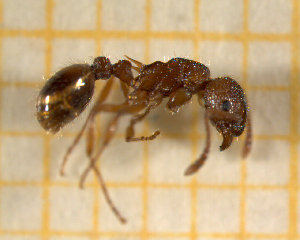  ( - BC-MTP-00142)  @12 [ ] CreativeCommons - Attribution Non-Commercial Share-Alike (2017) Rumsaïs Blatrix CEFE Lab