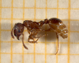  (Myrmica spinosior - BC-MTP-00143)  @14 [ ] CreativeCommons - Attribution Non-Commercial Share-Alike (2017) Rumsaïs Blatrix CEFE Lab