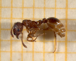  (Myrmica spinosior - BC-MTP-00143)  @14 [ ] CreativeCommons - Attribution Non-Commercial Share-Alike (2017) Rumsaïs Blatrix CEFE Lab