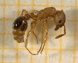  ( - BC-MTP-00147)  @12 [ ] CreativeCommons - Attribution Non-Commercial Share-Alike (2017) Rumsaïs Blatrix CEFE Lab