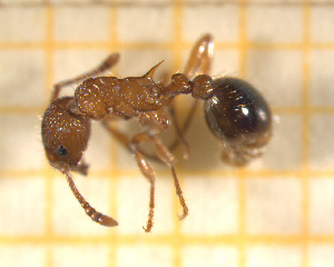  ( - BC-MTP-00152)  @12 [ ] CreativeCommons - Attribution Non-Commercial Share-Alike (2017) Rumsaïs Blatrix CEFE Lab