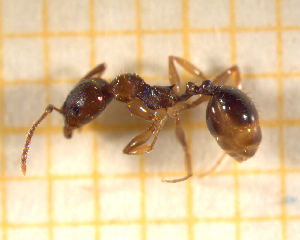  ( - BC-MTP-00153)  @12 [ ] CreativeCommons - Attribution Non-Commercial Share-Alike (2017) Rumsaïs Blatrix CEFE Lab