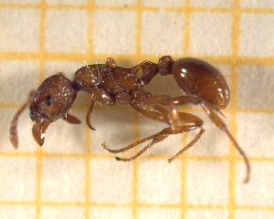  ( - BC-MTP-00154)  @12 [ ] CreativeCommons - Attribution Non-Commercial Share-Alike (2017) Rumsaïs Blatrix CEFE Lab