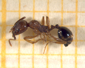  ( - BC-MTP-00155)  @12 [ ] CreativeCommons - Attribution Non-Commercial Share-Alike (2017) Rumsaïs Blatrix CEFE Lab