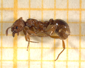  ( - BC-MTP-00156)  @12 [ ] CreativeCommons - Attribution Non-Commercial Share-Alike (2017) Rumsaïs Blatrix CEFE Lab