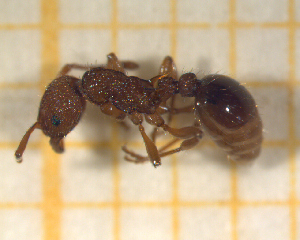  ( - BC-MTP-00158)  @12 [ ] CreativeCommons - Attribution Non-Commercial Share-Alike (2017) Rumsaïs Blatrix CEFE Lab