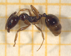  ( - BC-MTP-00169)  @12 [ ] CreativeCommons - Attribution Non-Commercial Share-Alike (2017) Rumsaïs Blatrix CEFE Lab
