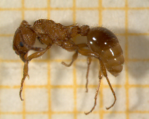  ( - BC-MTP-00171)  @12 [ ] CreativeCommons - Attribution Non-Commercial Share-Alike (2017) Rumsaïs Blatrix CEFE Lab
