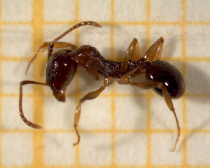  ( - BC-MTP-00175)  @12 [ ] CreativeCommons - Attribution Non-Commercial Share-Alike (2017) Rumsaïs Blatrix CEFE Lab