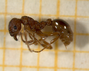  ( - BC-MTP-00178)  @13 [ ] CreativeCommons - Attribution Non-Commercial Share-Alike (2017) Rumsaïs Blatrix CEFE Lab