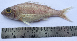  (Pristipomoides - LQDWL-MP1415-FISH-85)  @15 [ ] Unspecified (default): All Rights Reserved  Unspecified Unspecified