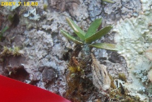  ( - DBEV.7.12.55)  @11 [ ] No Rights Reserved  Unspecified Unspecified