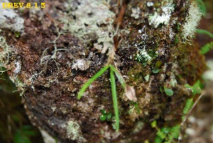  (Angraecum Tahiana14 - DBEV.8.1.5)  @11 [ ] No Rights Reserved  Unspecified Unspecified