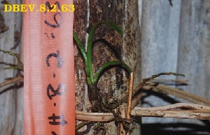  ( - DBEV.8.2.63)  @11 [ ] No Rights Reserved  Unspecified Unspecified
