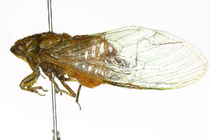  ( - 11ANIC-16817)  @12 [ ] CreativeCommons - Attribution (2011) CBG Photography Group Centre for Biodiversity Genomics
