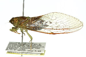  (Chlorocysta sp. 596 nr. suffusa - 11ANIC-16975)  @11 [ ] CreativeCommons - Attribution (2011) ANIC/BIO Photography Group Centre for Biodiversity Genomics
