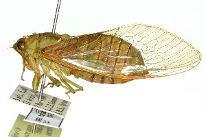  (Chlorocysta sp. 568 nr. suffusa - 11ANIC-16977)  @11 [ ] CreativeCommons - Attribution (2011) ANIC/BIO Photography Group Centre for Biodiversity Genomics