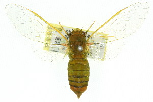  (Chlorocysta vitripennis - 11ANIC-16984)  @11 [ ] CreativeCommons - Attribution (2011) ANIC/BIO Photography Group Centre for Biodiversity Genomics