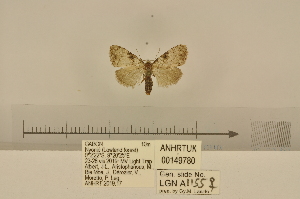  (Meganola cryptochra - ANHRTUK-00149780)  @11 [ ] CreativeCommons - Attribution Share-Alike (2020) Unspecified African Natural History Research Trust collection, Kingsland, UK