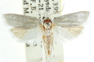  (Xylorycta sp. ANIC54 - CCDB-15723-A07)  @14 [ ] CreativeCommons - Attribution (2011) CSIRO/CBG Photography Group Centre for Biodiversity Genomics