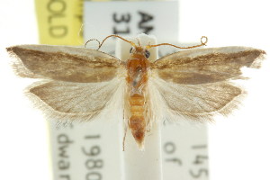  (Xylorycta sp. ANIC74 - CCDB-15724-C09)  @14 [ ] CreativeCommons - Attribution (2011) CSIRO/CBG Photography Group Centre for Biodiversity Genomics