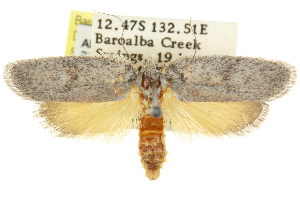  ( - CCDB-15726-D04)  @11 [ ] CreativeCommons - Attribution (2011) CSIRO/CBG Photography Group Centre for Biodiversity Genomics